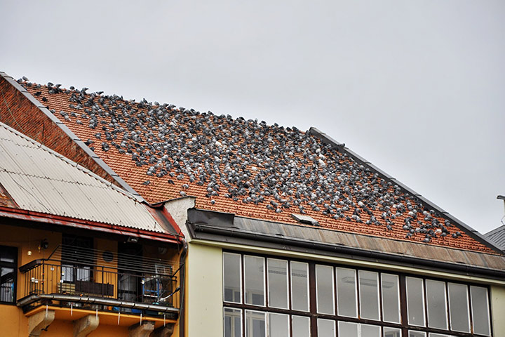 A2B Pest Control are able to install spikes to deter birds from roofs in Killingworth. 